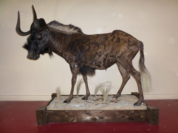 Black Wildebeest Life Size Mount