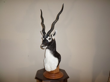 Scimitar Horned Oryx Floor Pedestal Mount